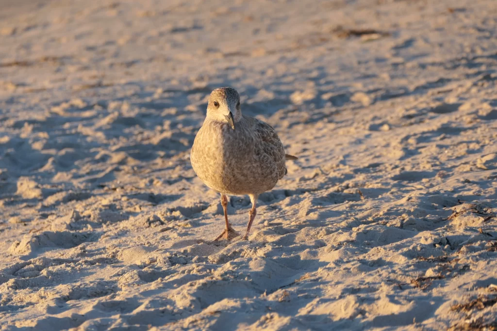 A seashell in the sand