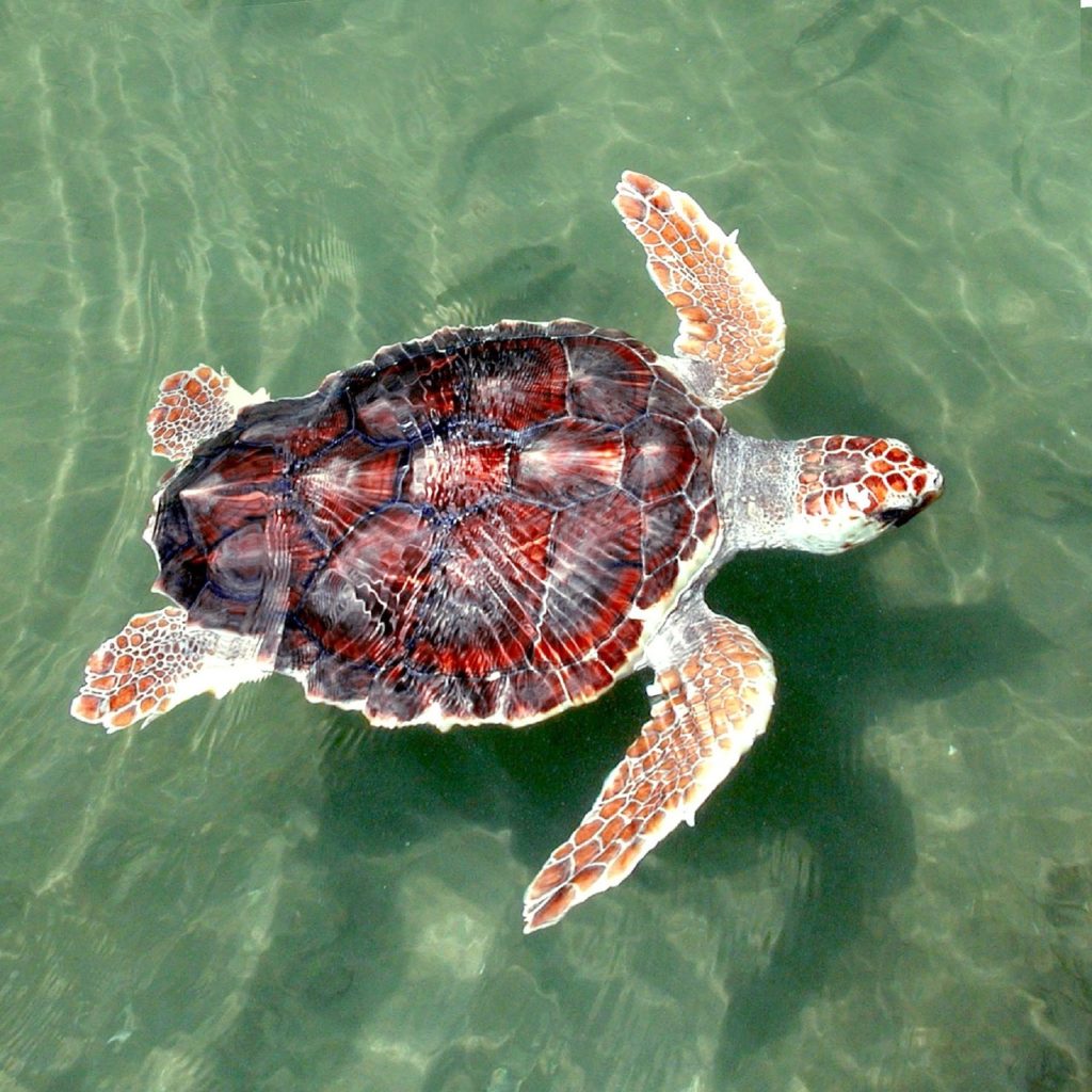 turtle 699586 1280