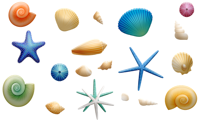 sea shells 4217982 640