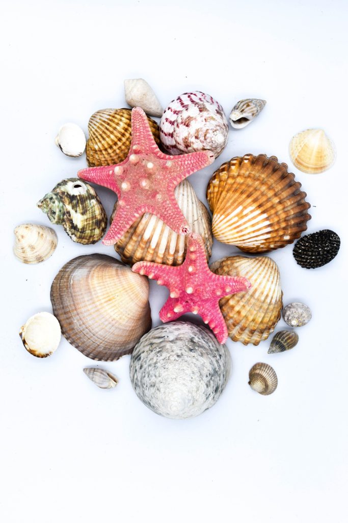 shells 3197875 1920 scaled