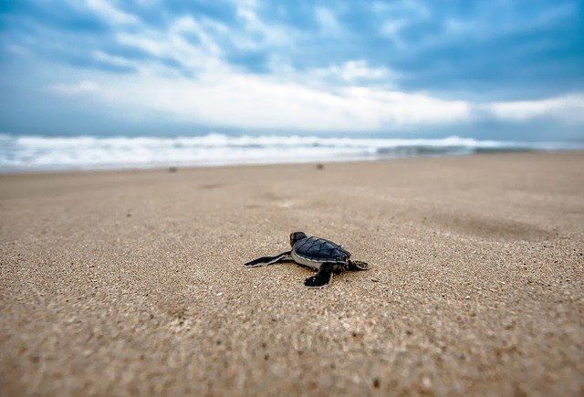turtle 2201433 640