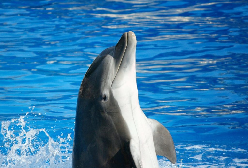 bottlenose dolphin 58393 1280 scaled