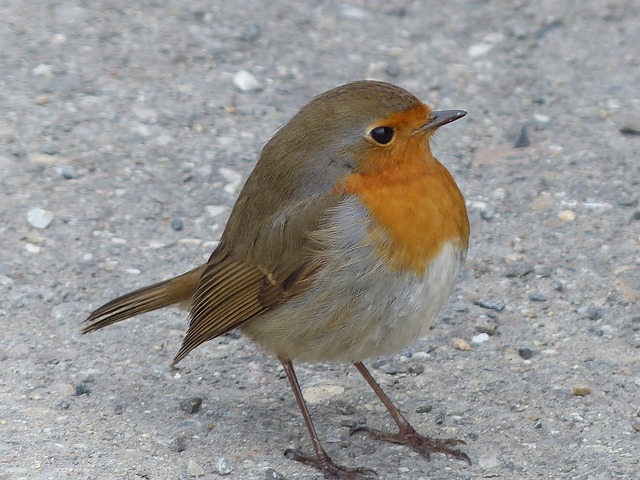 bird 93598 640