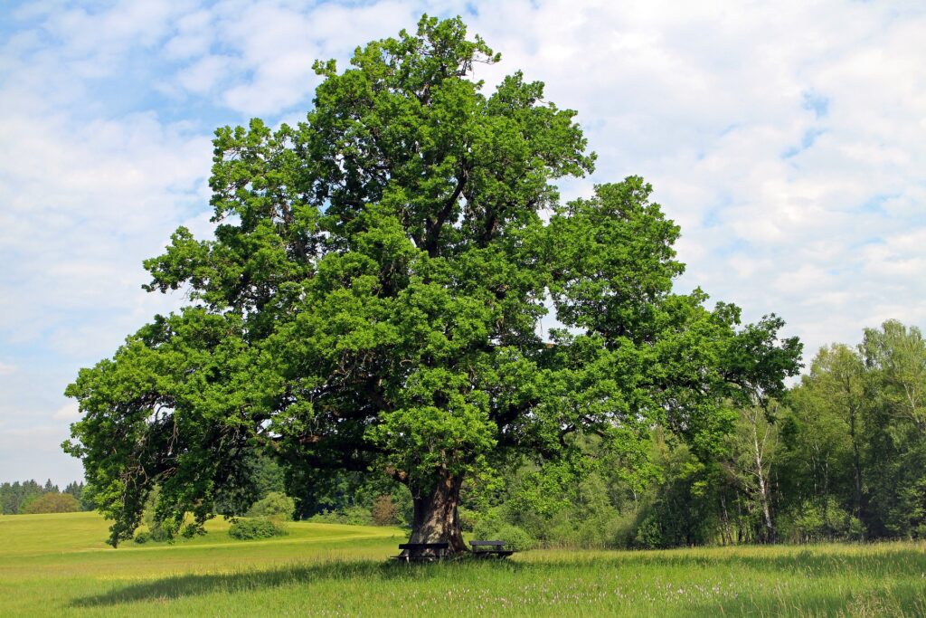 big oaks from little acorns grow