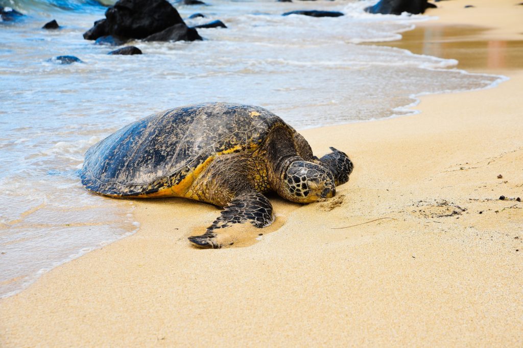 turtle 3069468 1920 scaled