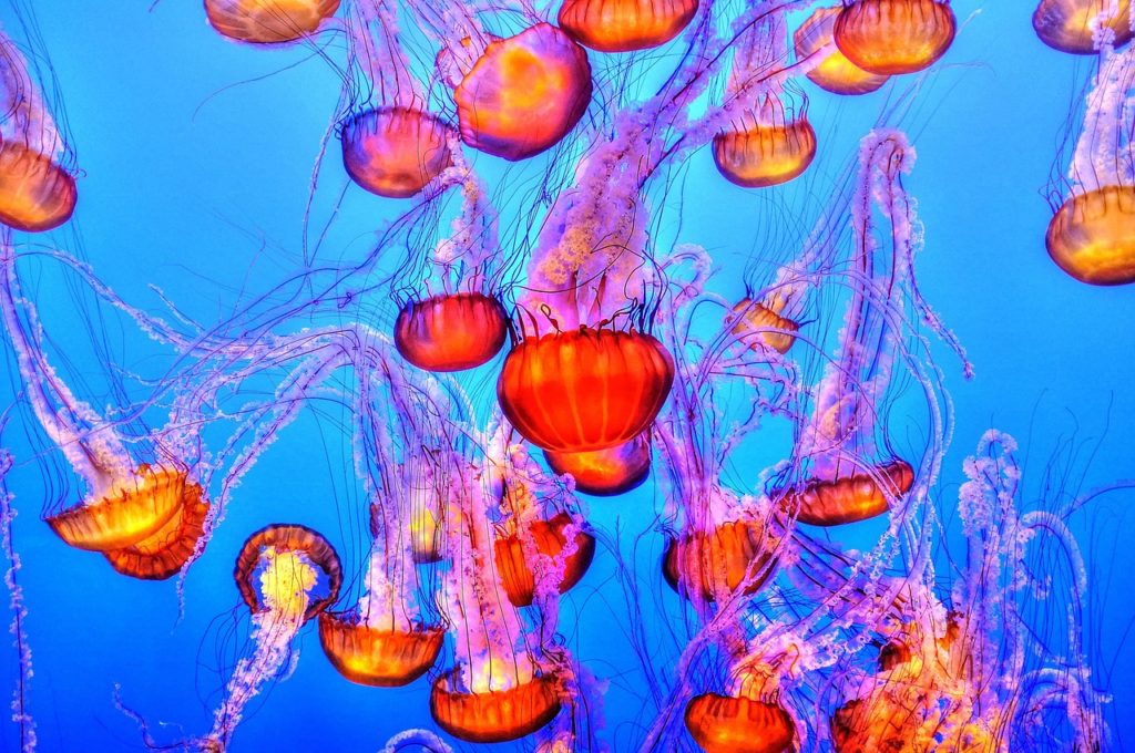 jellyfish 931714 1280 scaled