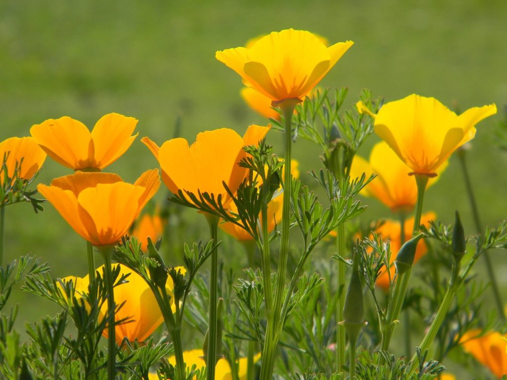 poppy 1284621 1280