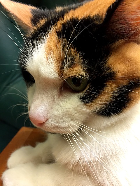 calico 666798 640