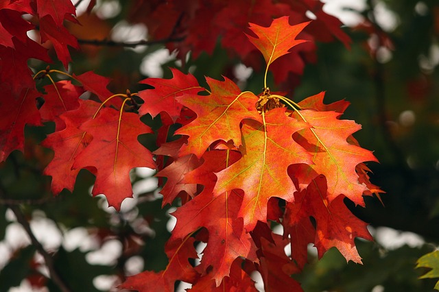 fall foliage 3705550 640