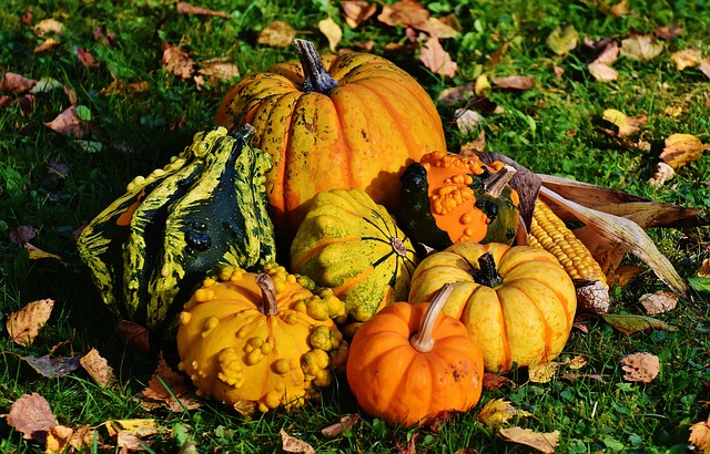 pumpkins 1712841 640