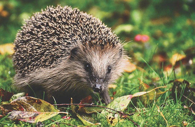 hedgehog 3703244 640