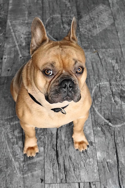 french bulldog 4059643 640