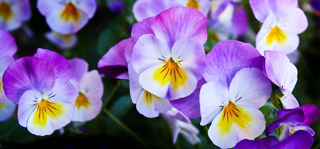 pansy 337140 640