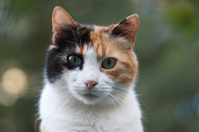 cat 4110342 640