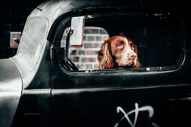 pet 4303277 640