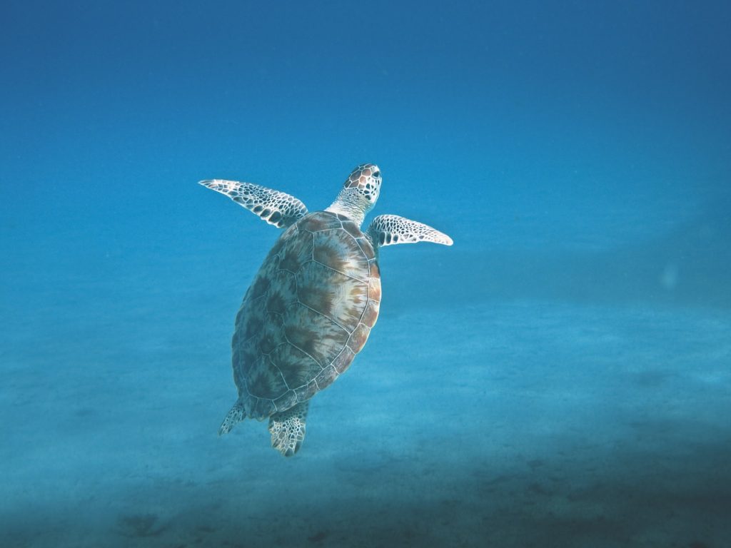 turtle 601286 1280