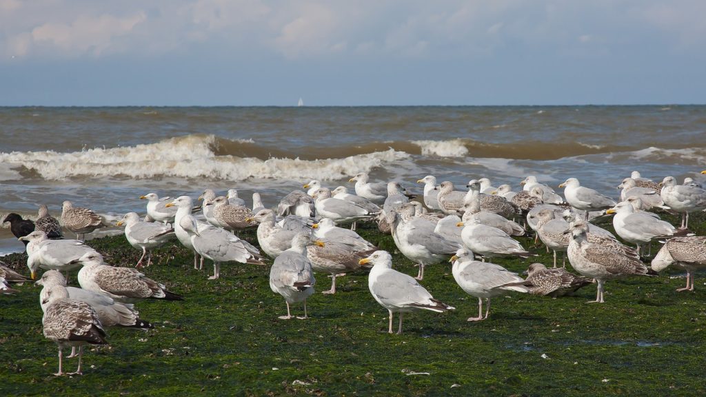 seagull 4476610 1280 1