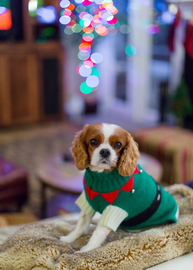 dog in christmas sweater