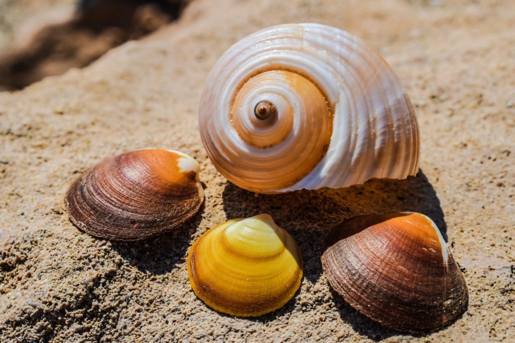shells 2543092 1920 scaled
