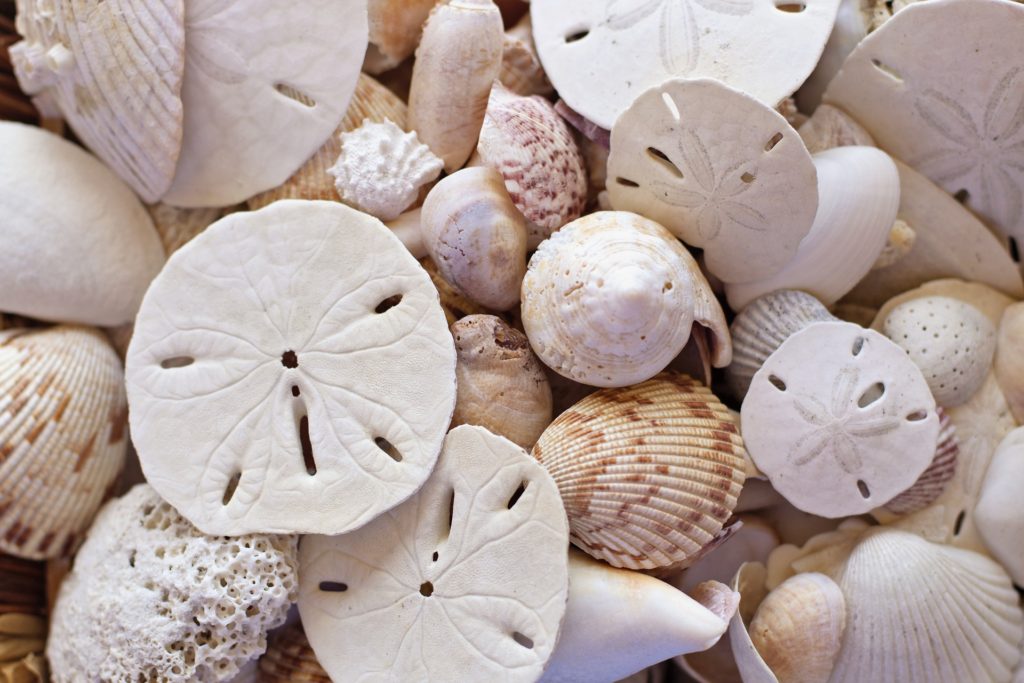 shells 2217529 1920 scaled