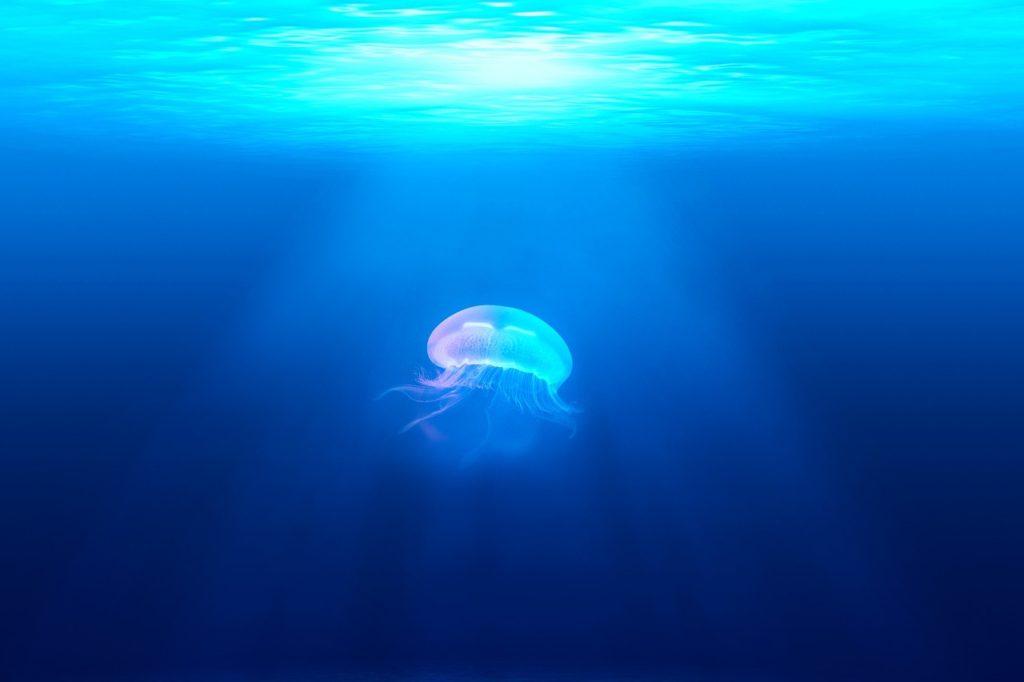 jellyfish 931886 1280 scaled