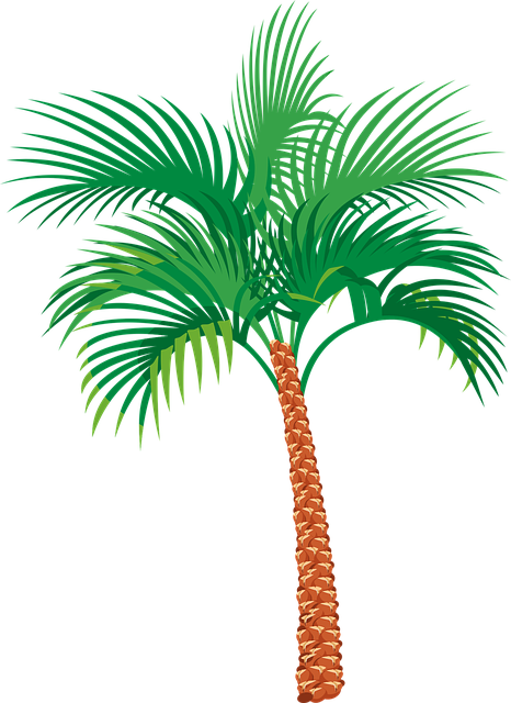 palm tree 1297489 640