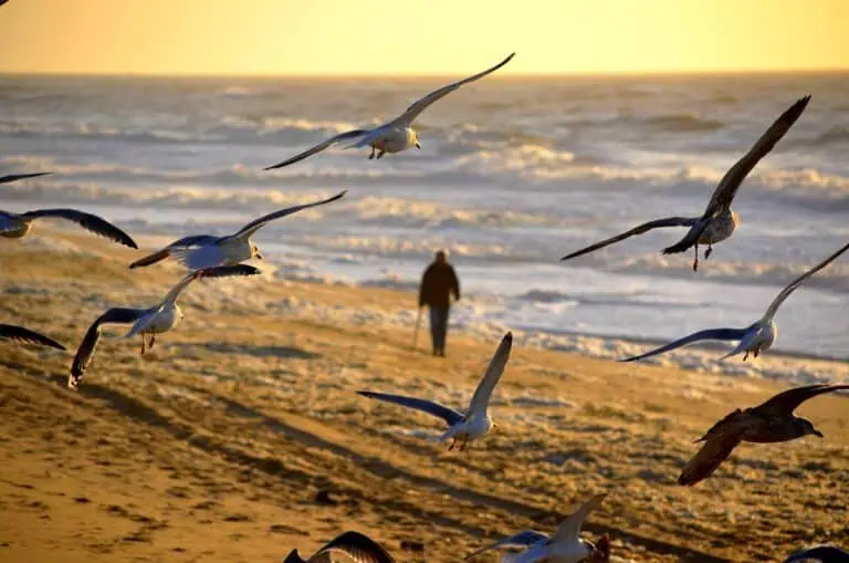 Seagulls flying over the beach symbolize manifestation and positive energy for writers practicing th.